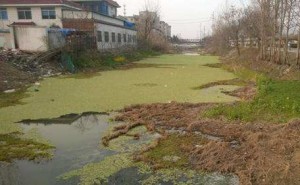 聚丙烯酰胺在中國農(nóng)村生活污水中的應(yīng)用